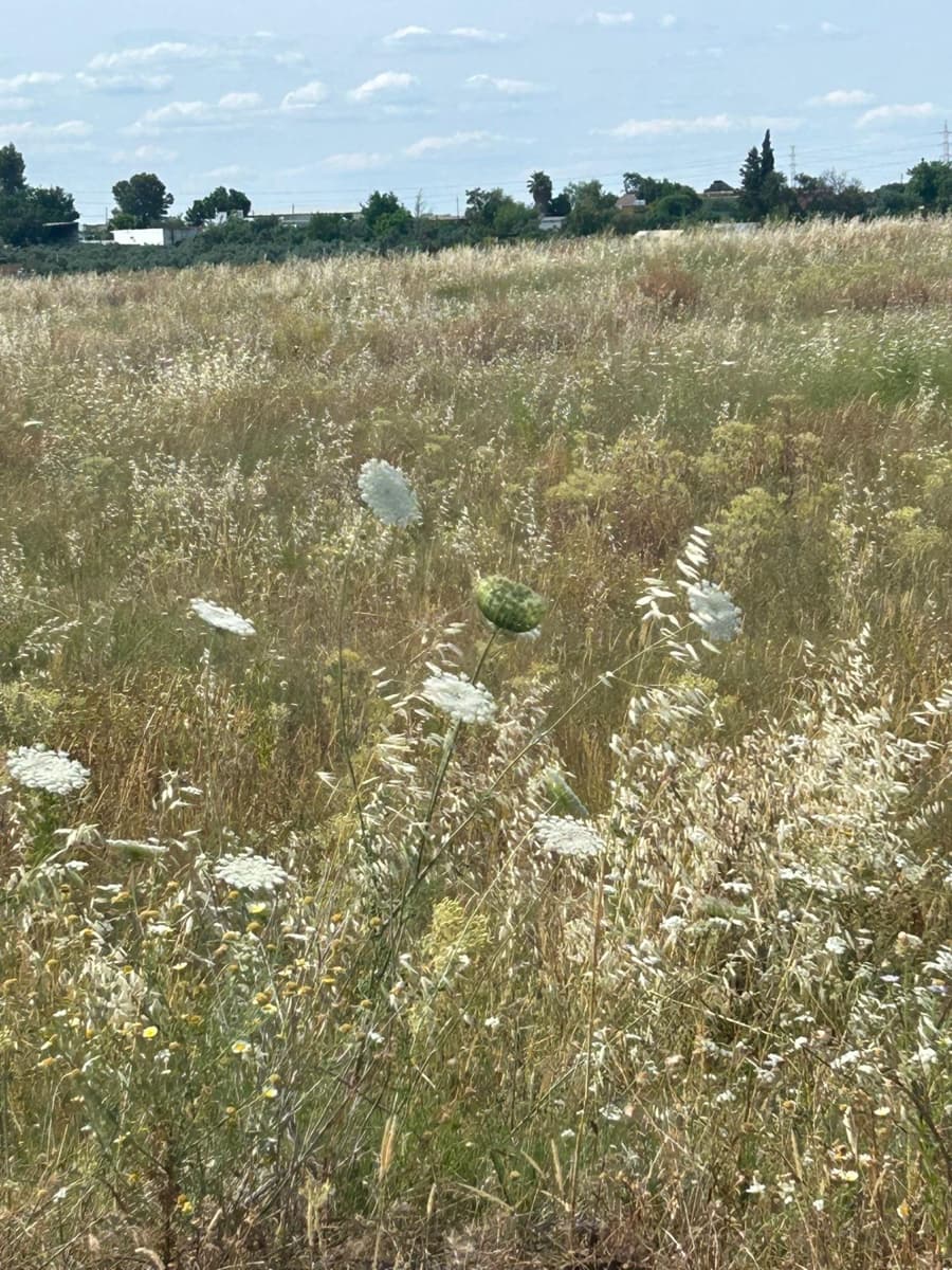 4 soveværelse Finca/Landehus til salg i Alanis med garage - € 950.000 (Ref: 9110354)