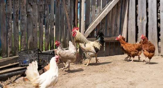 4 soveværelse Finca/Landehus til salg i Alanis med garage - € 950.000 (Ref: 9110354)