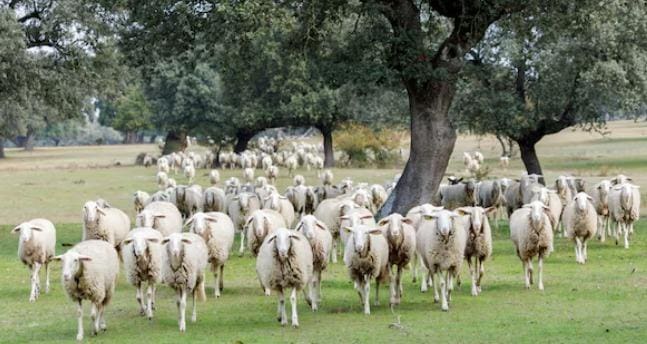 4 soveværelse Finca/Landehus til salg i Alanis med garage - € 950.000 (Ref: 9110354)