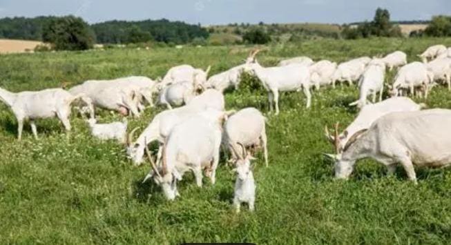 4 soveværelse Finca/Landehus til salg i Alanis med garage - € 950.000 (Ref: 9110354)