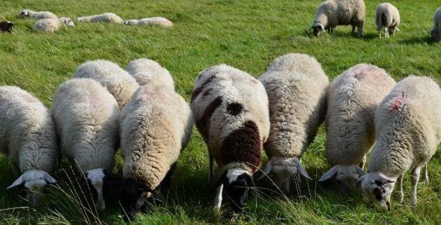 4 bedroom Finca/Country House for sale in Alanis with garage - € 950,000 (Ref: 9110354)