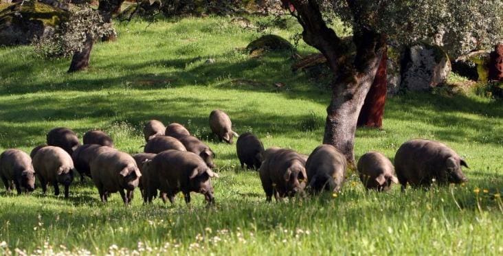 4 bedroom Finca/Country House for sale in Alanis with garage - € 950,000 (Ref: 9110354)