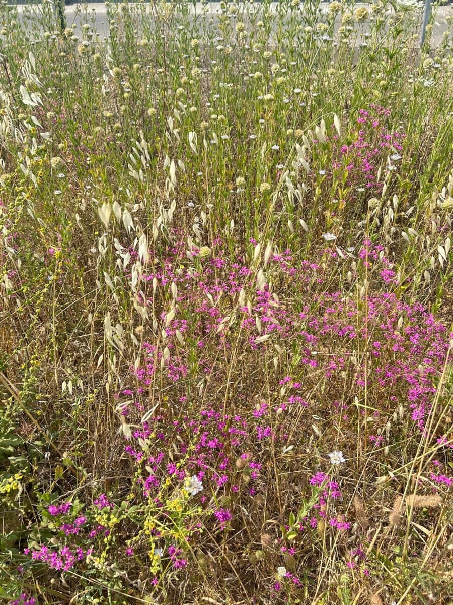 4 bedroom Finca/Country House for sale in Alanis with garage - € 950,000 (Ref: 9110354)