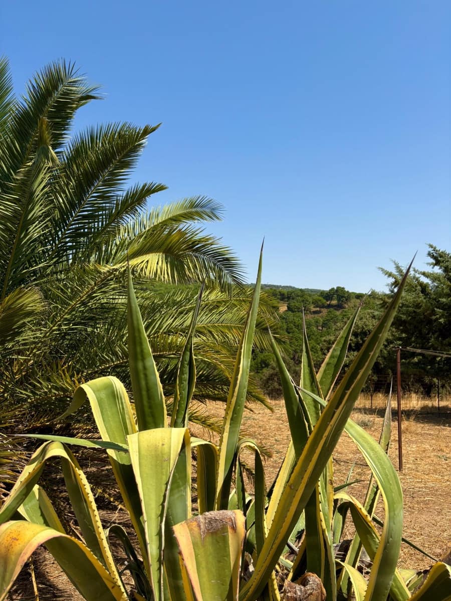 4 soveværelse Finca/Landehus til salg i Calera de Leon - € 480.000 (Ref: 9208379)