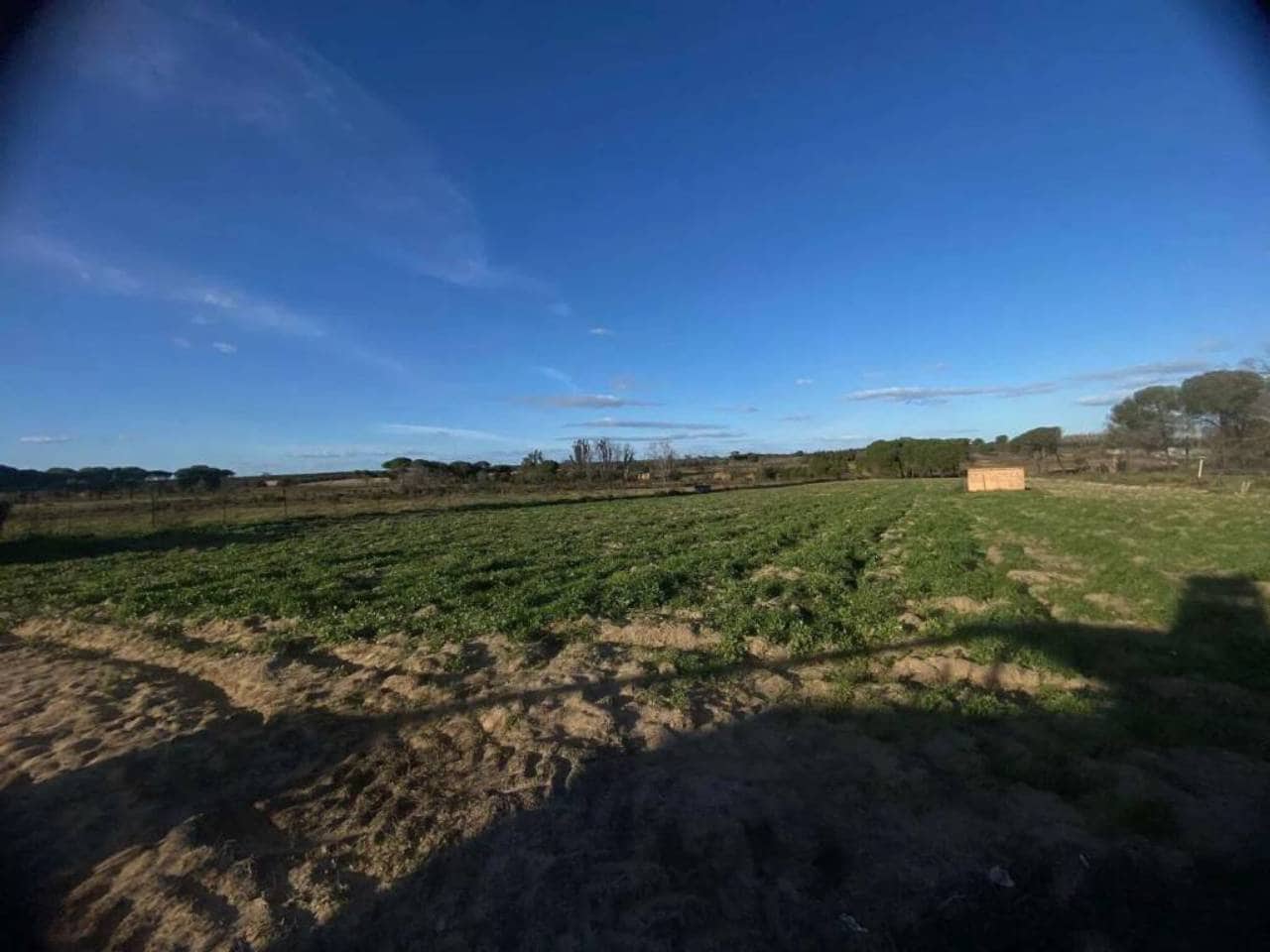 Undeveloped Land for sale in Rociana del Condado - € 45,000 (Ref: 9781164)