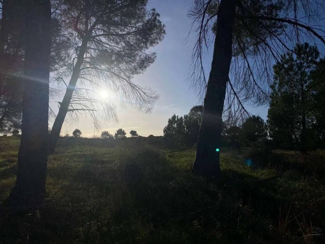 Undeveloped Land for sale in Rociana del Condado - € 45,000 (Ref: 9781164)