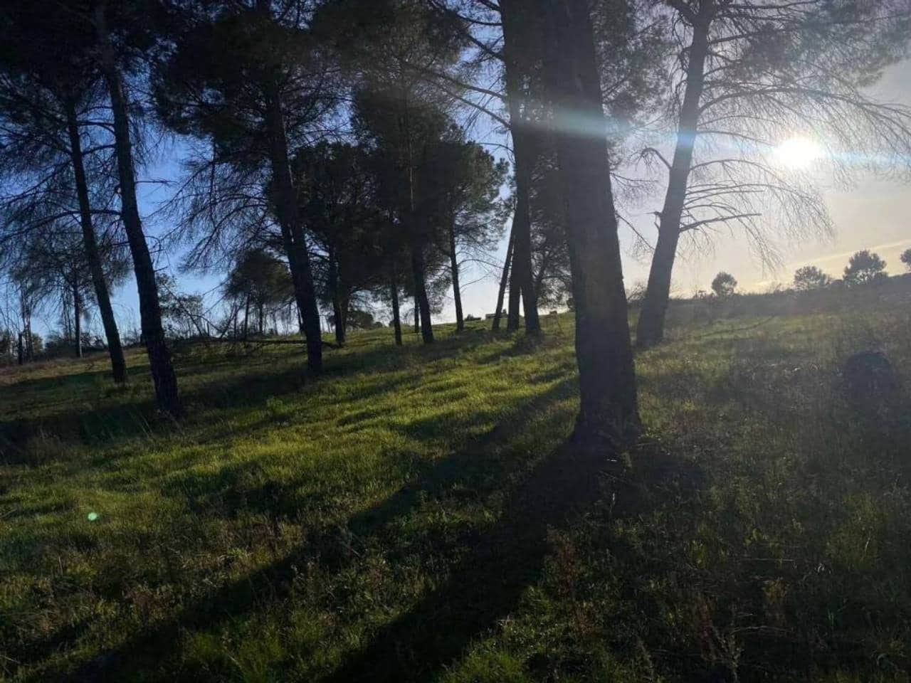 Undeveloped Land for sale in Rociana del Condado - € 45,000 (Ref: 9781164)