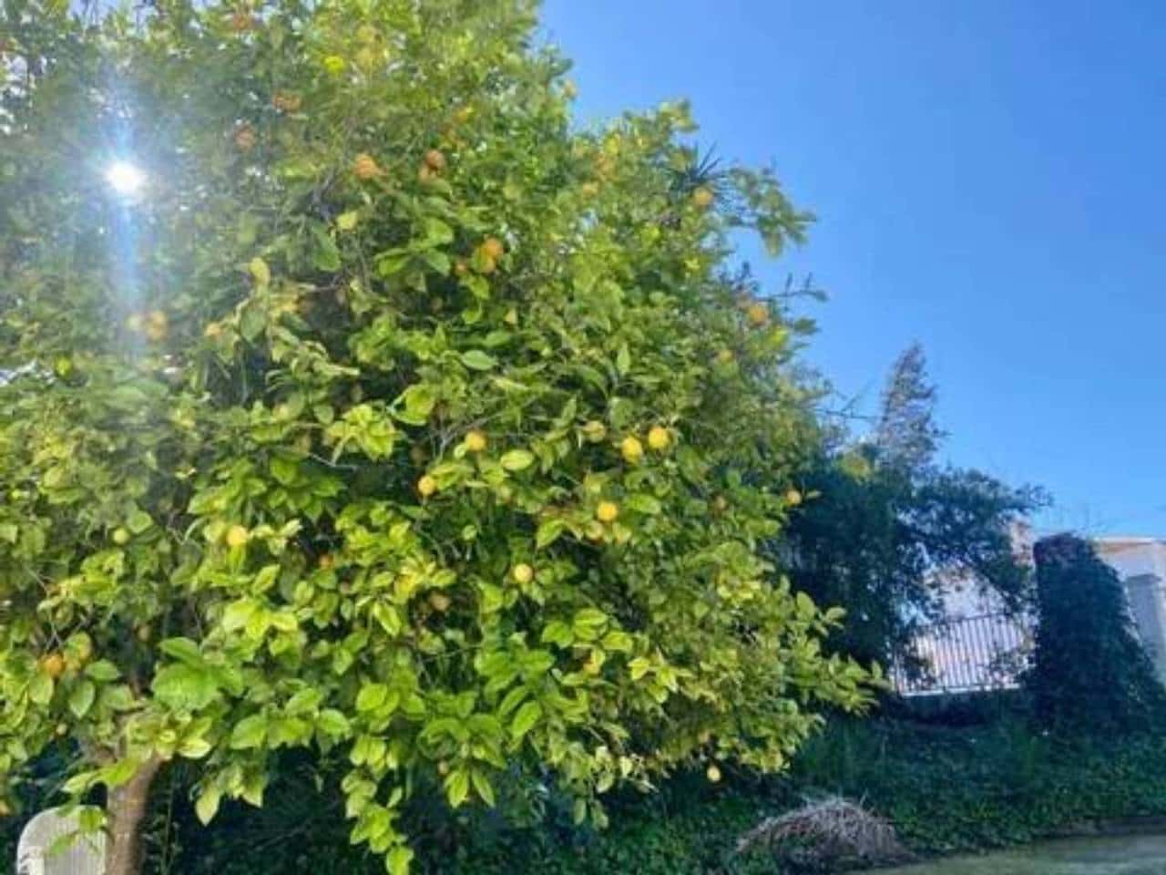 3 soveværelse Villa til salg i Rociana del Condado med swimmingpool - € 475.000 (Ref: 9781169)