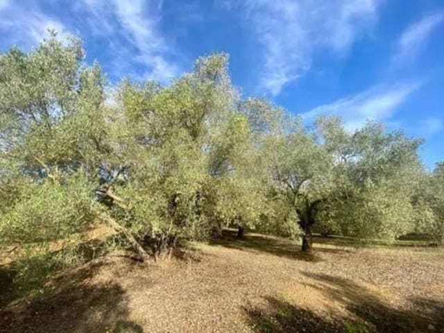 Undeveloped Land for sale in Rociana del Condado - € 75,000 (Ref: 9781182)