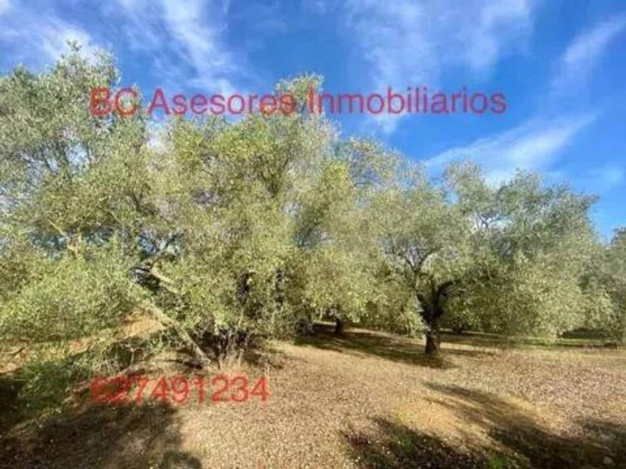 Undeveloped Land for sale in Rociana del Condado - € 75,000 (Ref: 9781182)