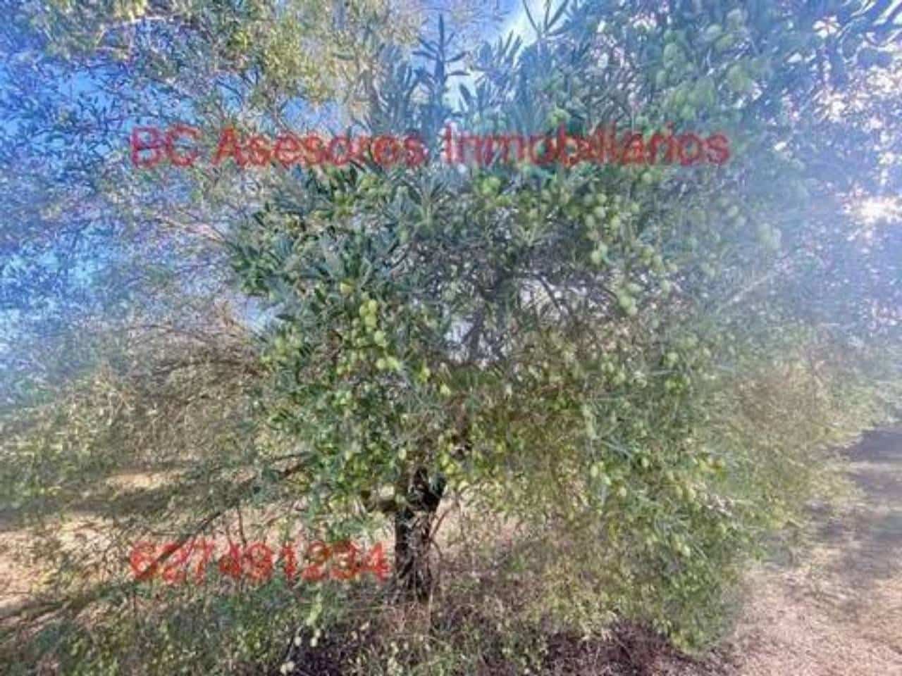 Undeveloped Land for sale in Rociana del Condado - € 75,000 (Ref: 9781182)