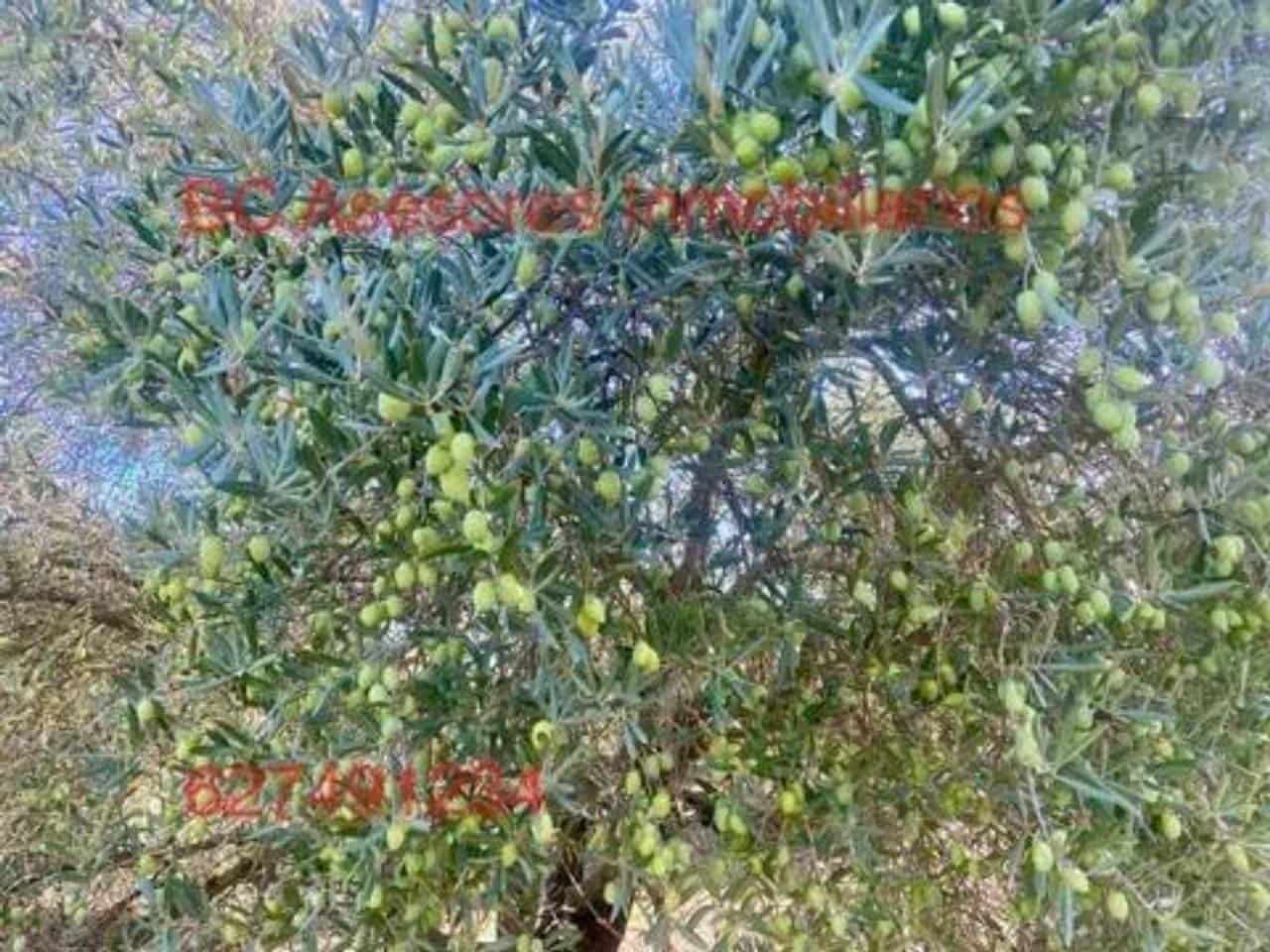 Undeveloped Land for sale in Rociana del Condado - € 75,000 (Ref: 9781182)