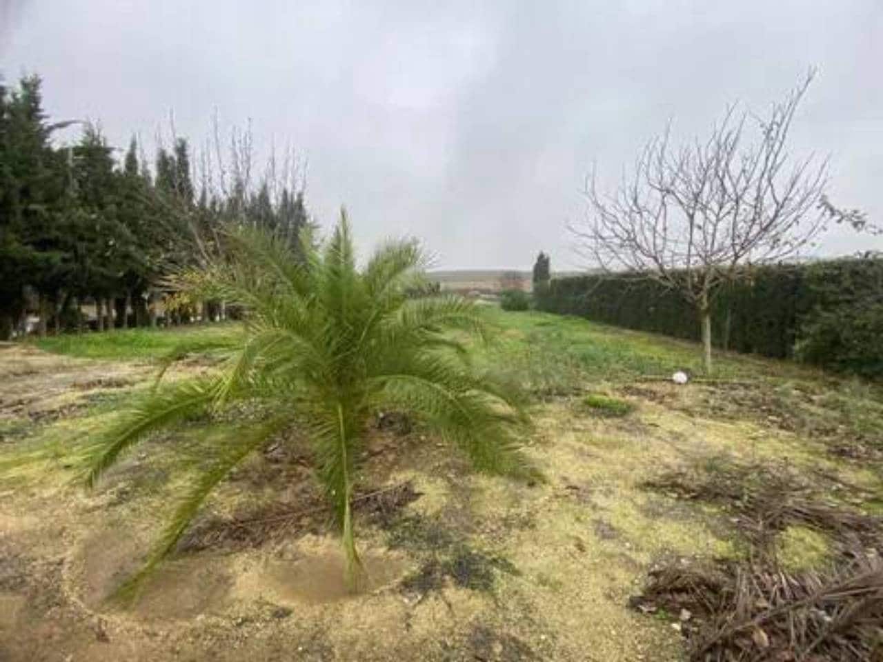 Undeveloped Land for sale in Rociana del Condado - € 73,000 (Ref: 9781188)