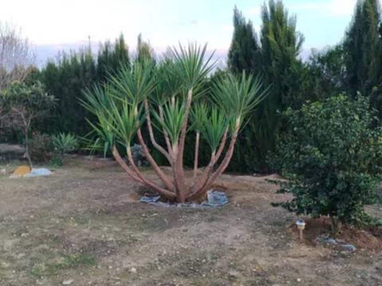 Undeveloped Land for sale in Rociana del Condado - € 73,000 (Ref: 9781188)