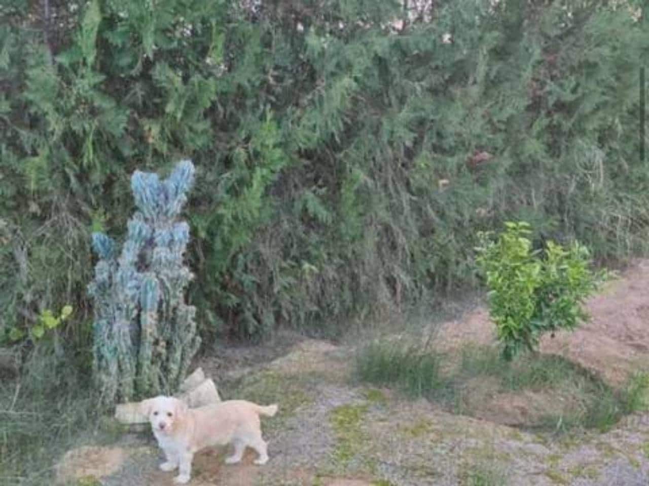 Undeveloped Land for sale in Rociana del Condado - € 73,000 (Ref: 9781188)