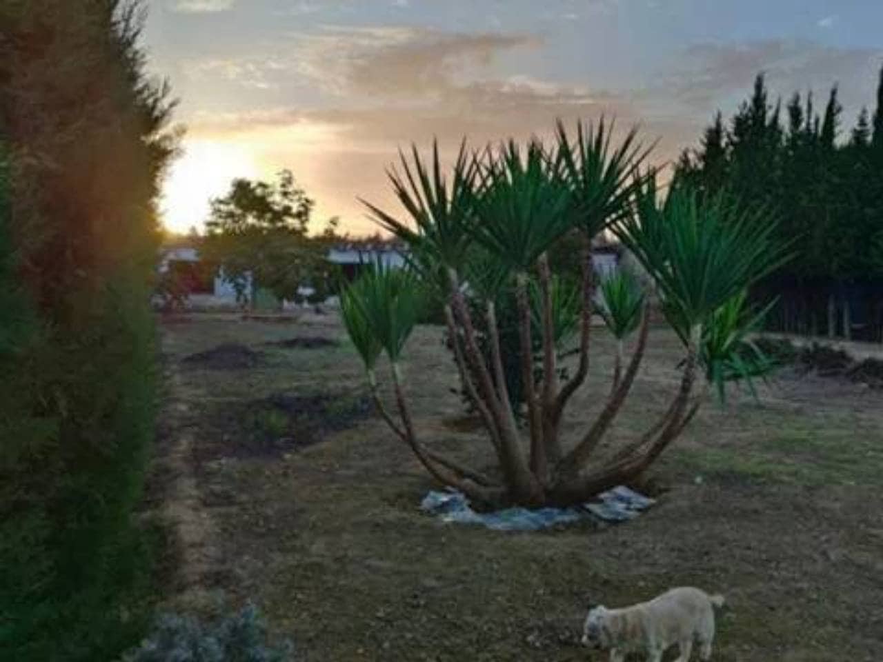 Undeveloped Land for sale in Rociana del Condado - € 73,000 (Ref: 9781188)