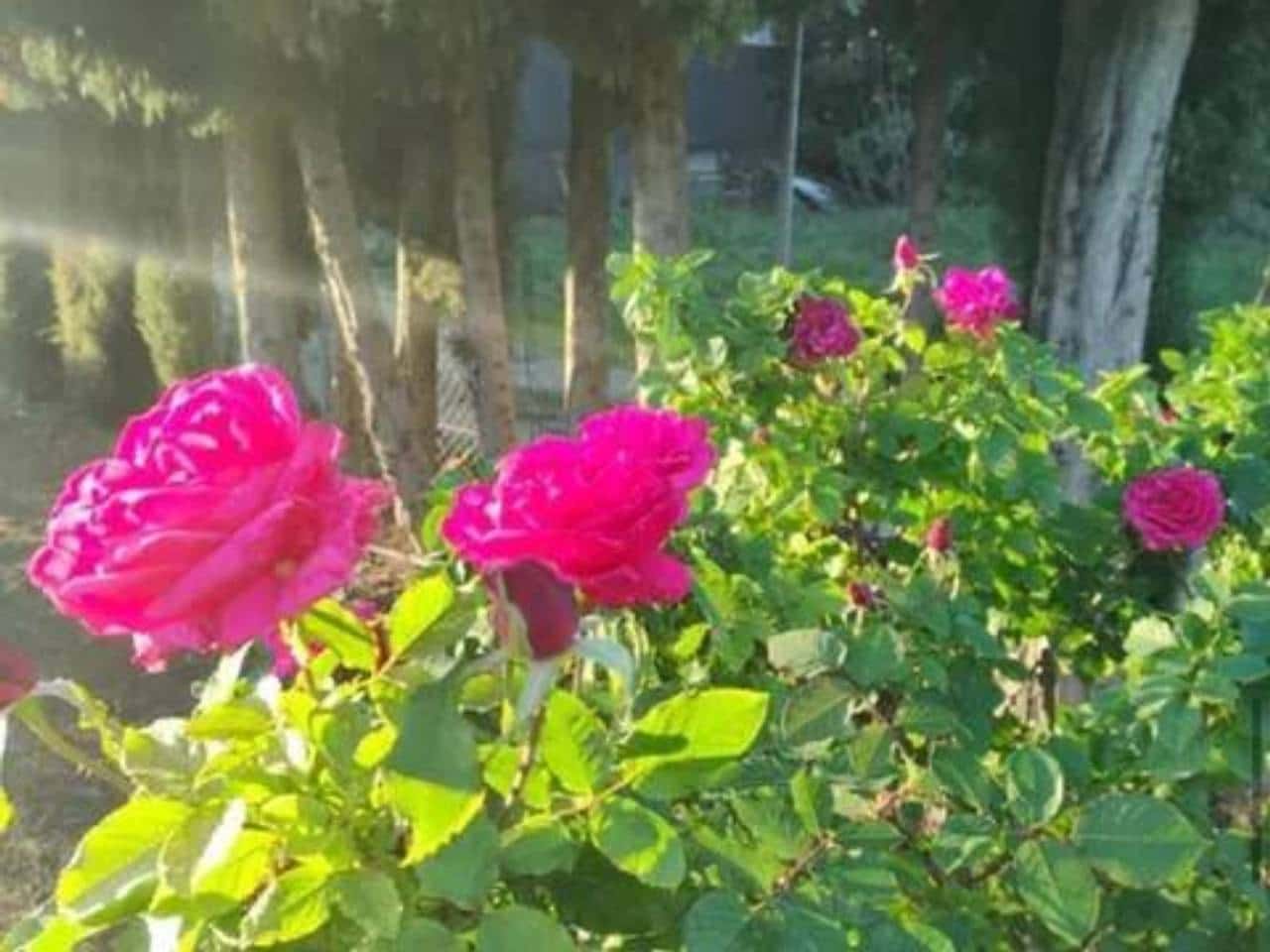 Undeveloped Land for sale in Rociana del Condado - € 73,000 (Ref: 9781188)