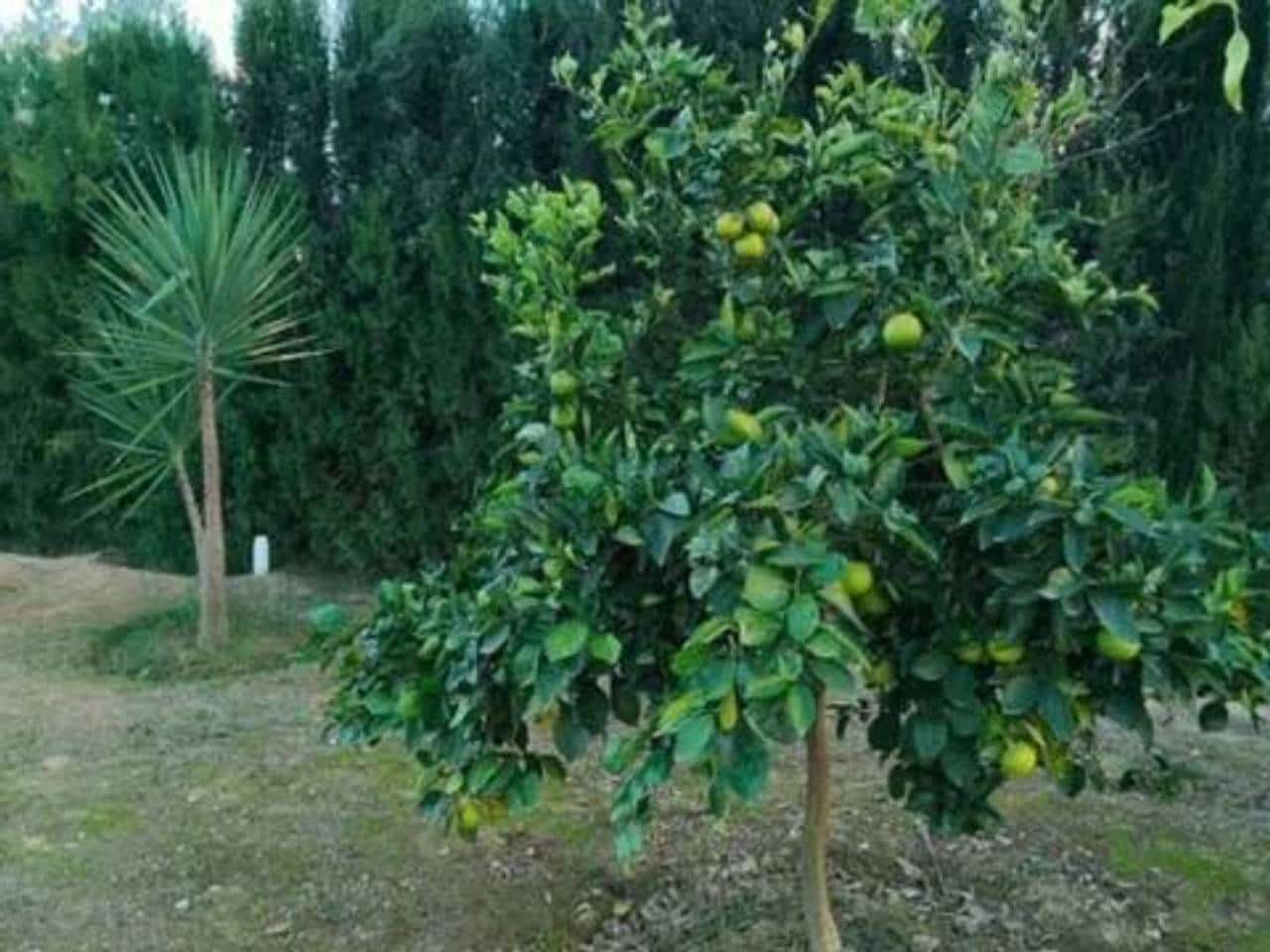 Undeveloped Land for sale in Rociana del Condado - € 73,000 (Ref: 9781188)