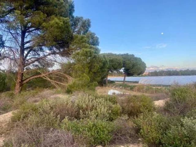 Undeveloped Land for sale in Rociana del Condado - € 200,000 (Ref: 9781192)