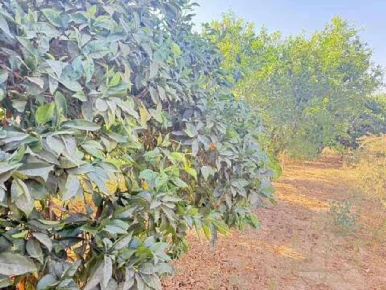 Undeveloped Land for sale in Rociana del Condado - € 35,000 (Ref: 9781196)