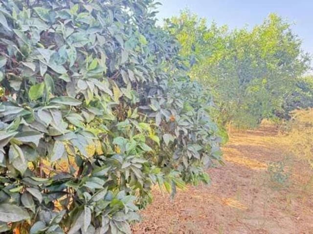 Undeveloped Land for sale in Rociana del Condado - € 35,000 (Ref: 9781196)