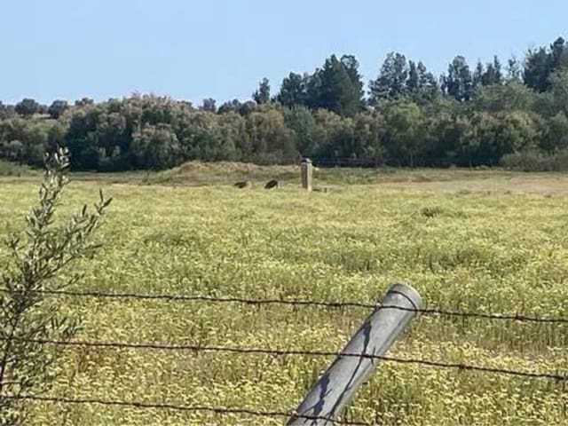 Terreno/Finca Rústica en Almonte en venta - 730.000 € (Ref: 9781199)