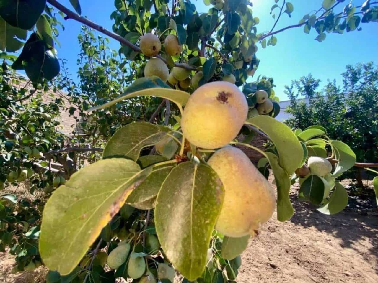 Virksomhed til salg i Bollullos Par del Condado - € 110.000 (Ref: 9781204)