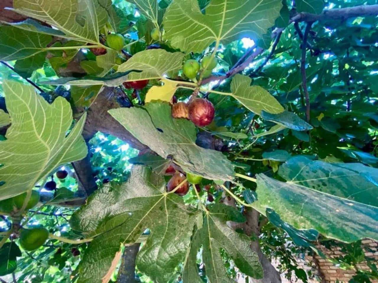 Virksomhed til salg i Bollullos Par del Condado - € 110.000 (Ref: 9781204)