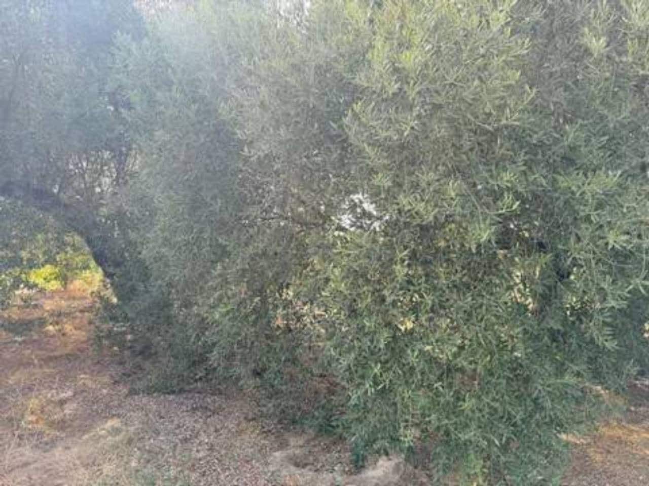 Undeveloped Land for sale in Rociana del Condado - € 20,000 (Ref: 9781223)