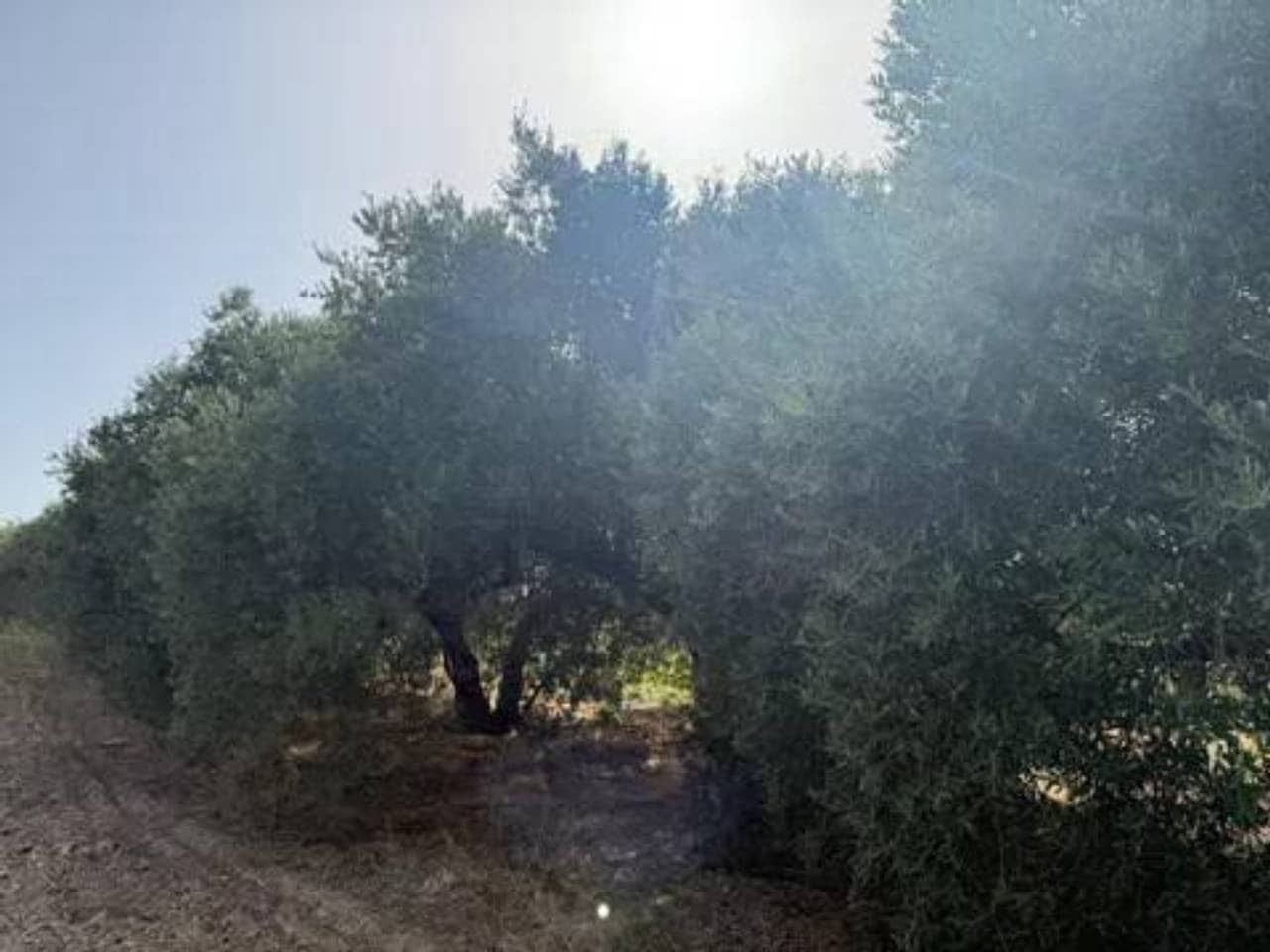 Undeveloped Land for sale in Rociana del Condado - € 20,000 (Ref: 9781223)