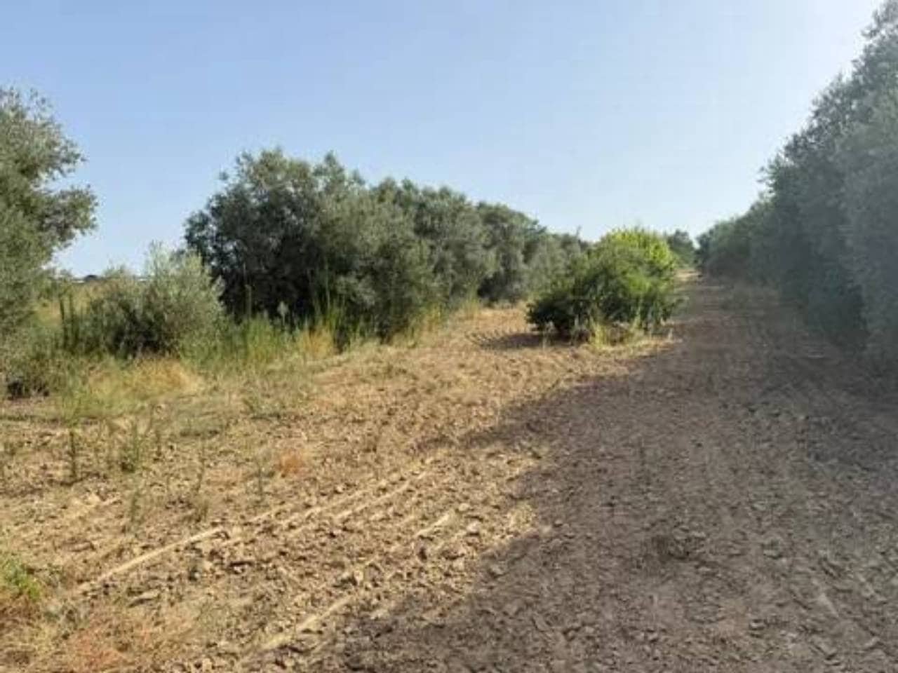 Undeveloped Land for sale in Rociana del Condado - € 20,000 (Ref: 9781223)