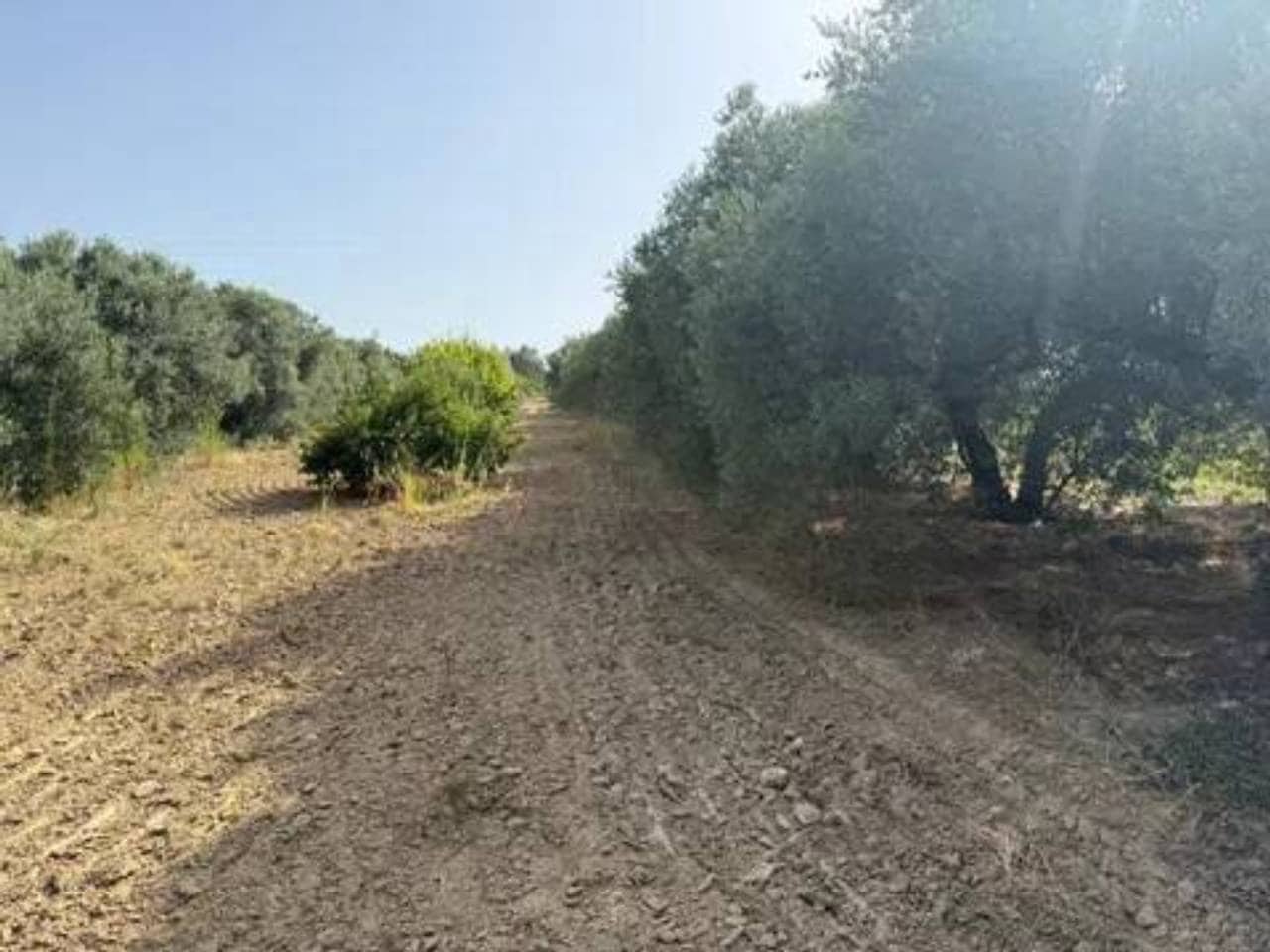 Undeveloped Land for sale in Rociana del Condado - € 20,000 (Ref: 9781223)