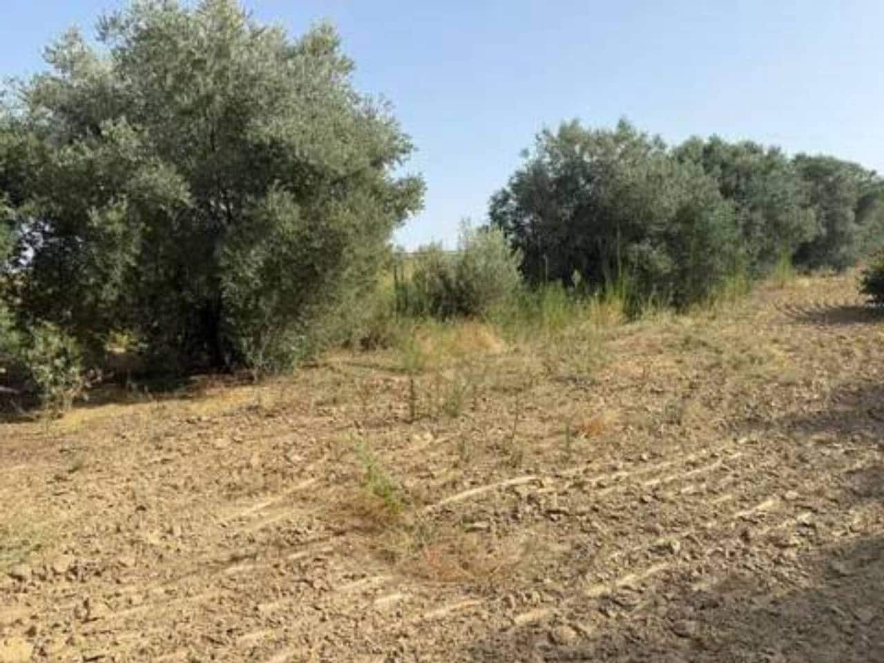 Undeveloped Land for sale in Rociana del Condado - € 20,000 (Ref: 9781223)