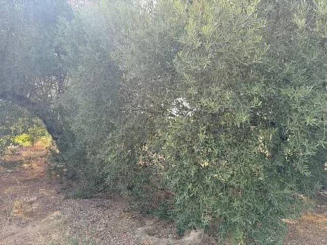 Undeveloped Land for sale in Rociana del Condado - € 20,000 (Ref: 9781223)