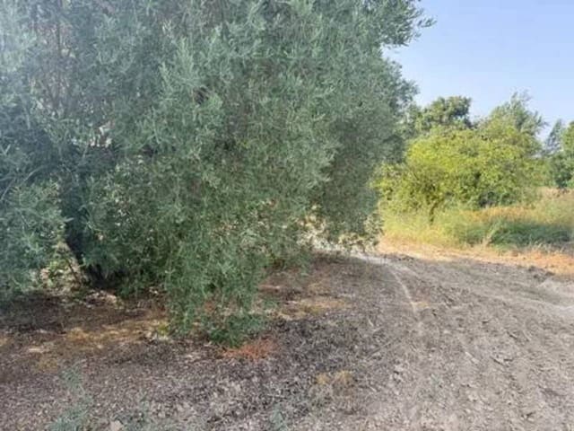 Undeveloped Land for sale in Rociana del Condado - € 20,000 (Ref: 9781223)