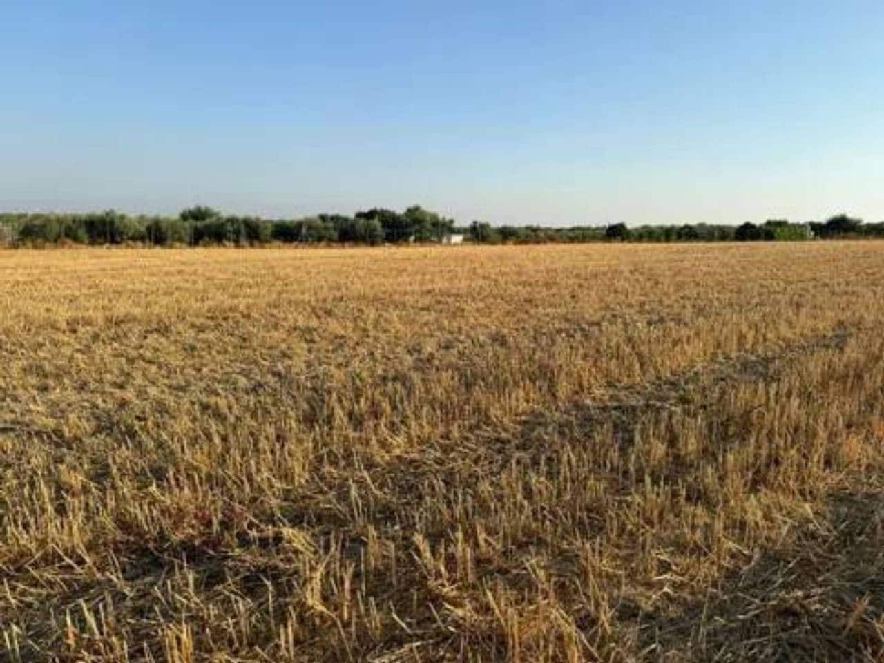 Ubebygd land til salgs i Rociana del Condado - € 120 000 (Ref: 9781228)