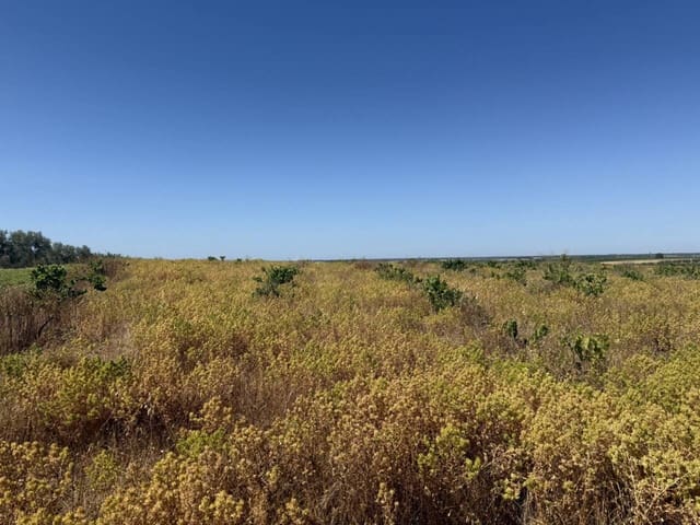 Ubebygd land til salgs i Rociana del Condado - € 80 000 (Ref: 9889651)