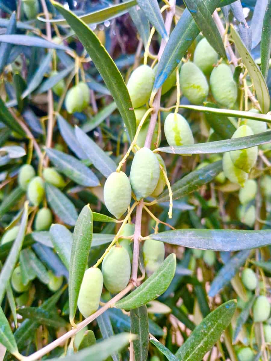 6 sypialnia Willa na sprzedaż w Berchules z basenem garażem - 280 000 € (Ref: 9356770)