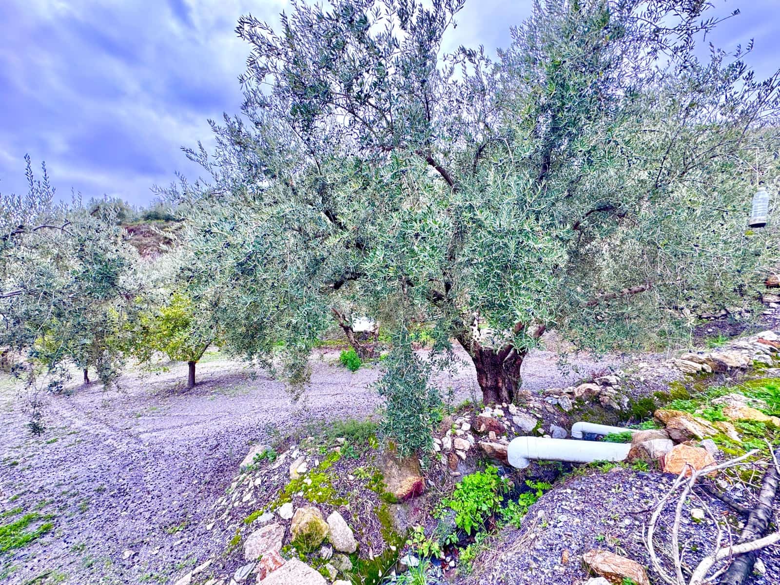 Terreno Não Urbanizado para venda em Nevada - 85 000 € (Ref: 9488013)