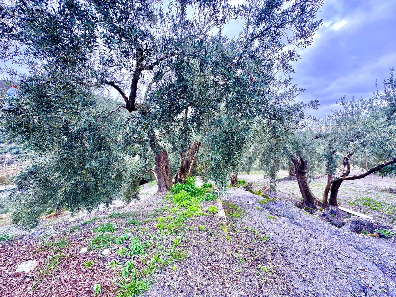 Terreno Não Urbanizado para venda em Nevada - 85 000 € (Ref: 9488013)