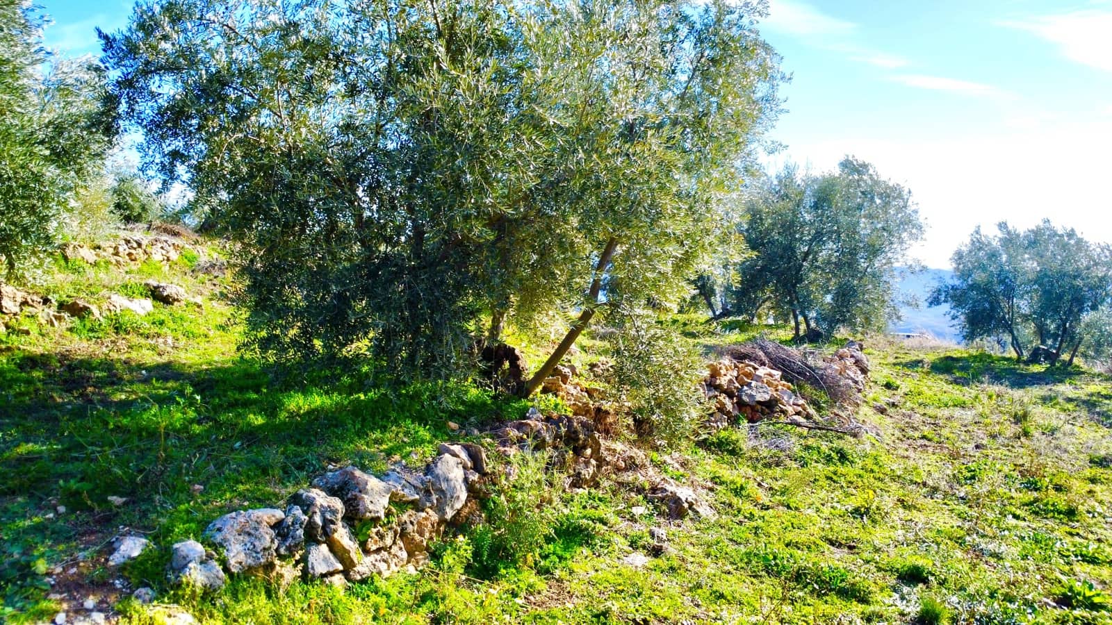Undeveloped Land for sale in Alpujarra de la Sierra - € 11,900 (Ref: 9543515)