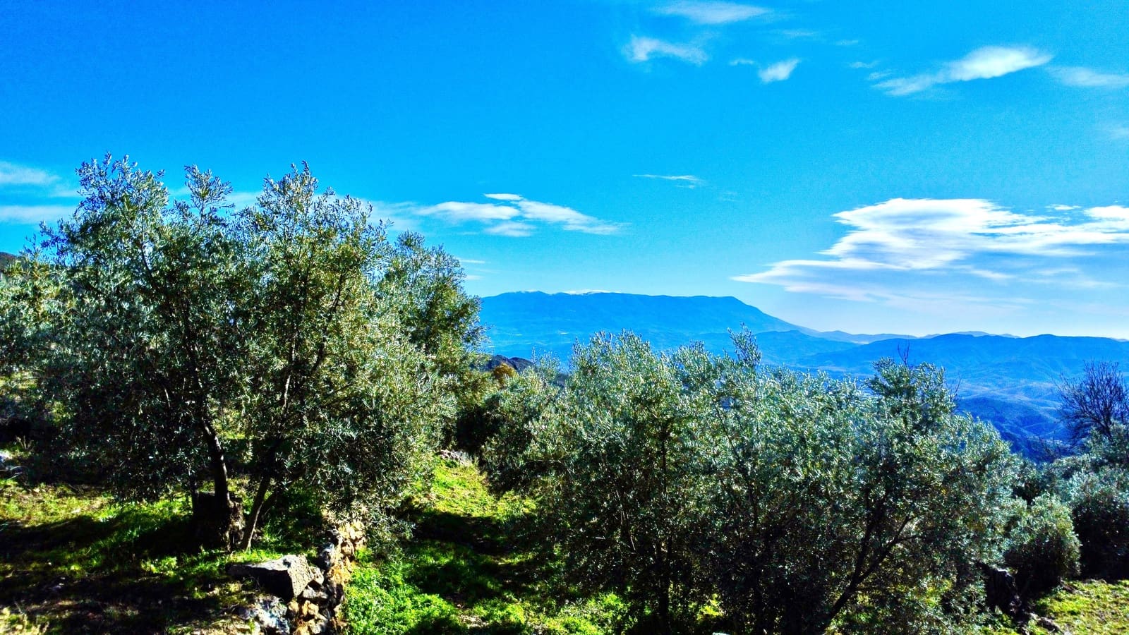 Undeveloped Land for sale in Alpujarra de la Sierra - € 11,900 (Ref: 9543515)