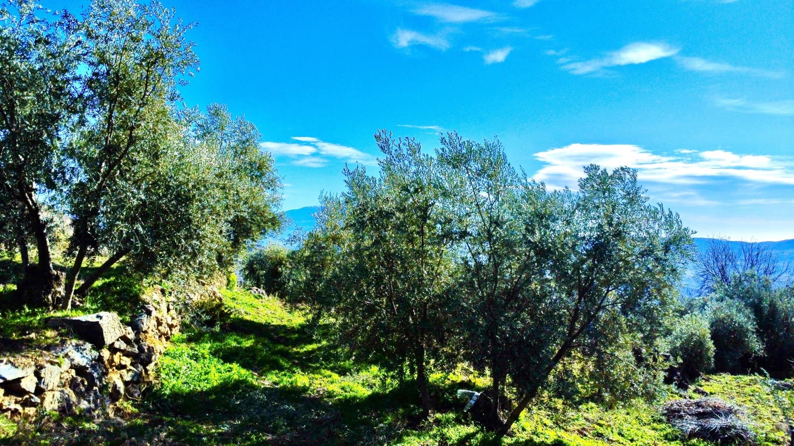 Undeveloped Land for sale in Alpujarra de la Sierra - € 11,900 (Ref: 9543515)