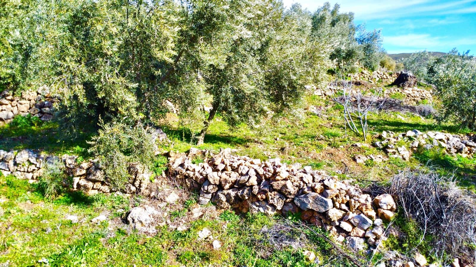 Undeveloped Land for sale in Alpujarra de la Sierra - € 11,900 (Ref: 9543515)