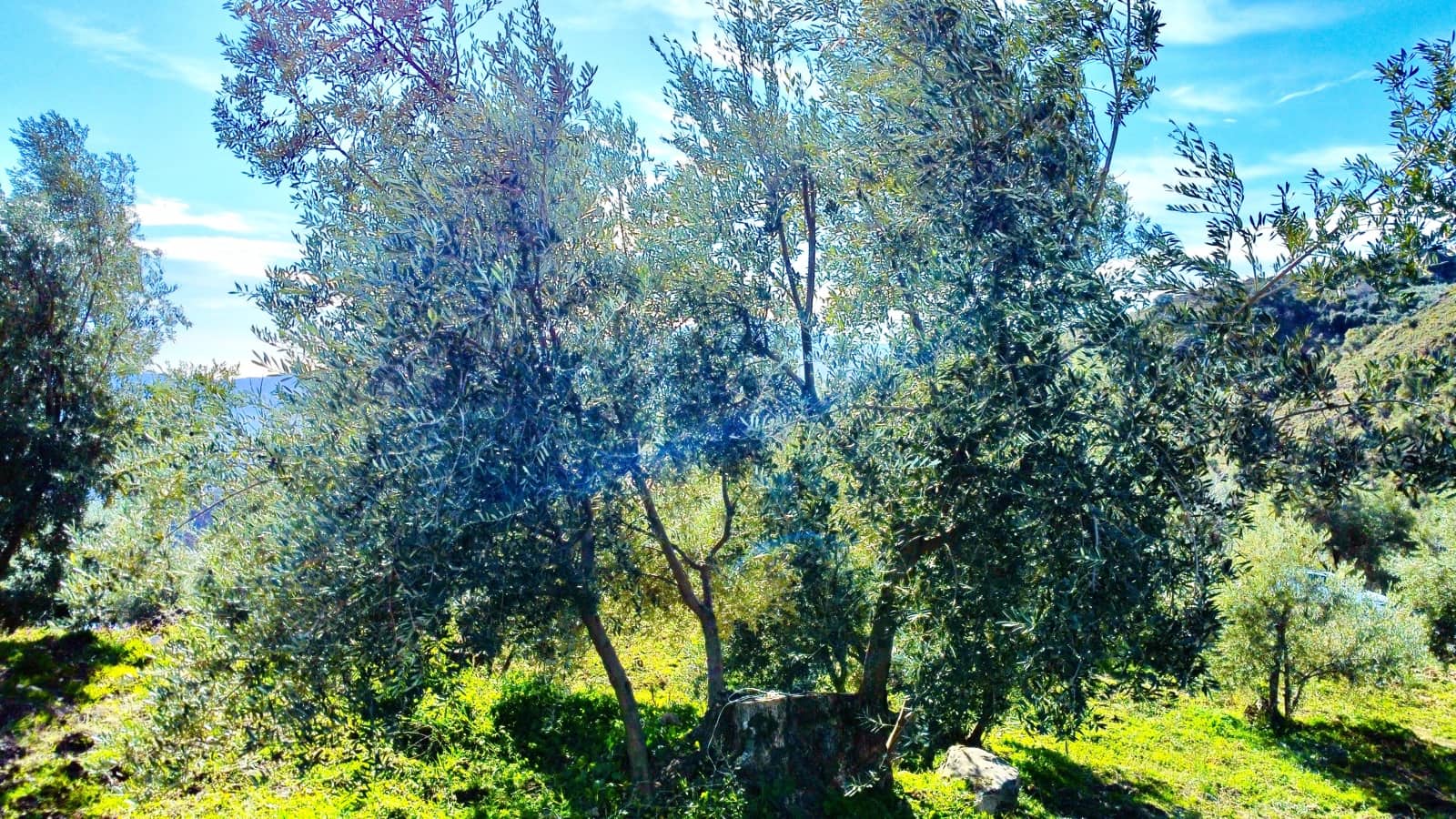 Undeveloped Land for sale in Alpujarra de la Sierra - € 11,900 (Ref: 9543515)