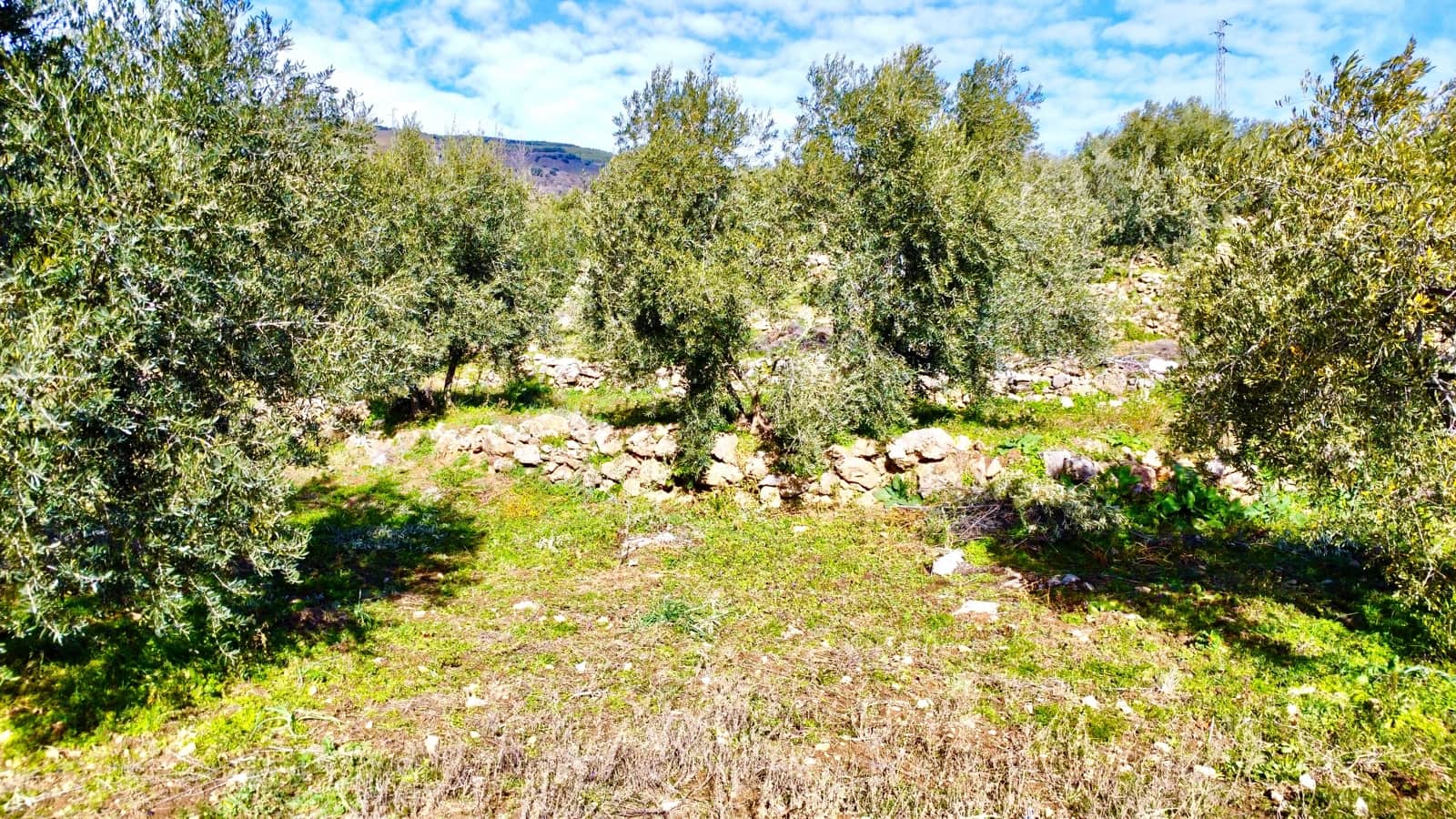 Undeveloped Land for sale in Alpujarra de la Sierra - € 11,900 (Ref: 9543515)