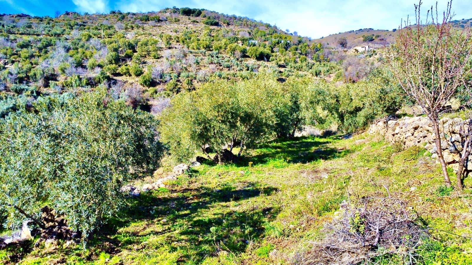 Undeveloped Land for sale in Alpujarra de la Sierra - € 11,900 (Ref: 9543515)