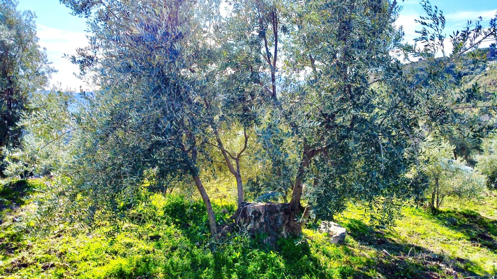 Undeveloped Land for sale in Alpujarra de la Sierra - € 11,900 (Ref: 9543515)