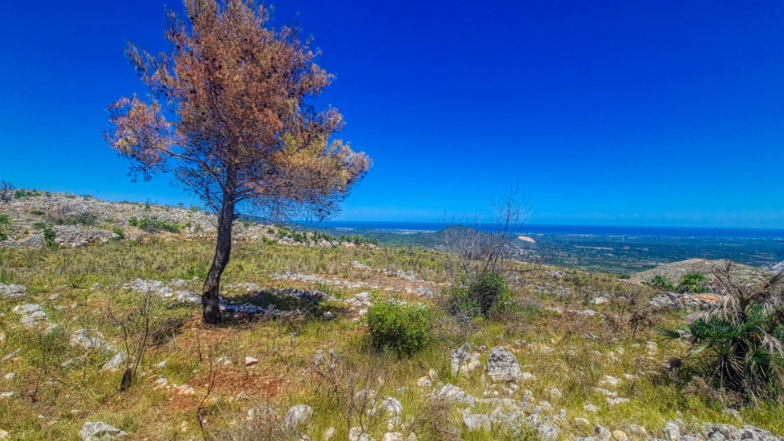 Terrain à Bâtir à vendre à Pego - 75 000 € (Ref: 10153168)