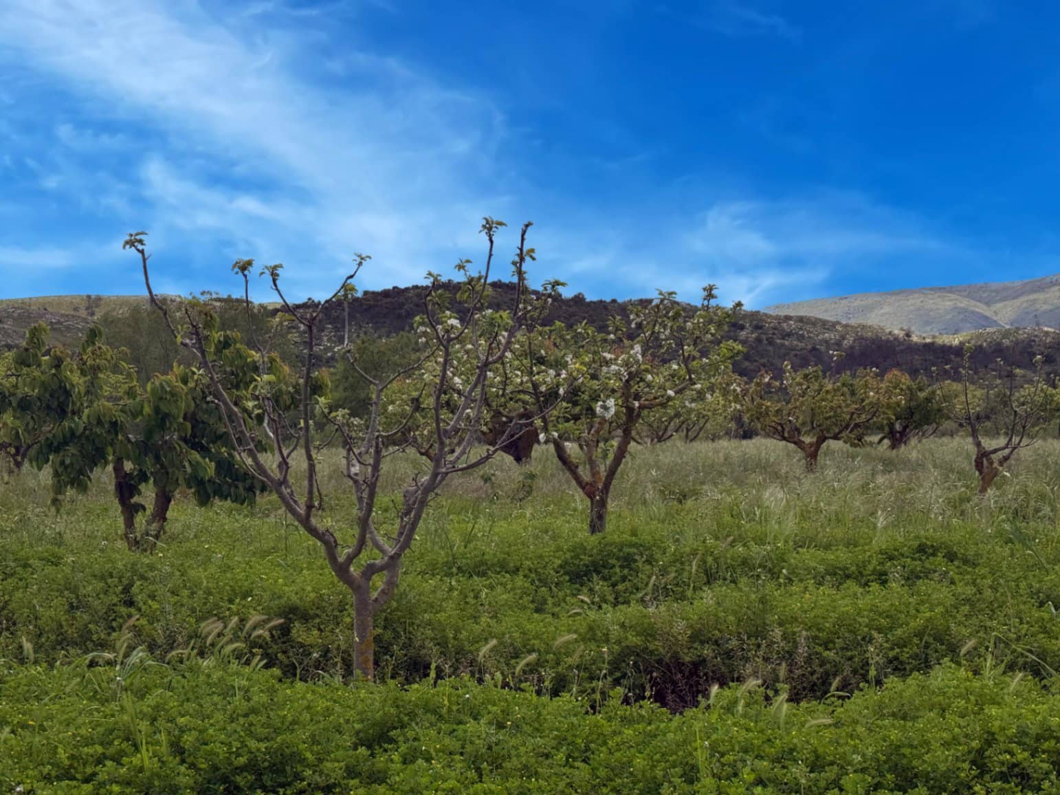 Finca/Casa di Campagna in vendita in La Vall d'Alcala con garage - 129.000 € (Rif: 9189321)